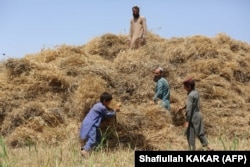 Afghan farmers sort bundles of wheat harvest at a field in Kama district in the eastern Nangarhar Province. (file photo)