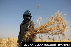 An Afghan farmer poses for a photo as he harvests wheat in the southren province of Kandahar in May.