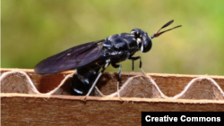 A female black soldier fly deposits eggs in corrugated cardboard. Can this trash-eating insect help clean up Kazakhstan's struggling waste-management industry? (file photo)