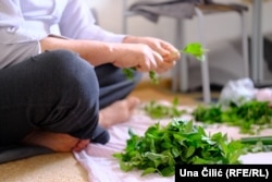 Aram's father cleans mint in the kitchen of their apartment.