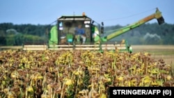 A field worker harvests sunflowers in a field 