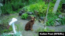 One of several dogs Natasha feeds when they show up at her front gate