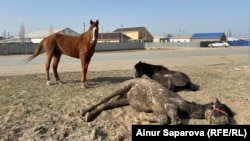 Horses in the Atyrau region after the floods had receded on April 10