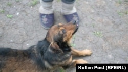 A stray dog waits for a meal at Natasha's feet.