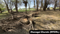 A drowned horse from the spring floods outside of the village of Yekpetal