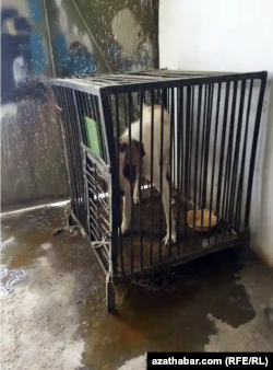 A captured stray dog in a cage in Ashgabat.