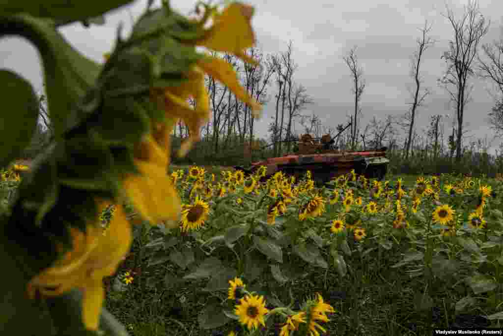 A destroyed Russian armored fighting vehicle is seen in a field in the Kharkiv region. Ukraine&#39;s sweeping counteroffensive in September has led to angry criticism of Moscow&#39;s military commanders and poses a challenge for Putin as Russian losses mount.