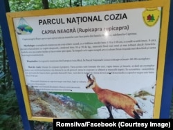 The black goats inhabit many of Romania's national parks.