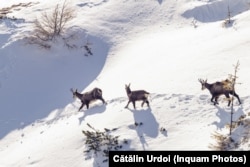 Black goats on the mountain ridges of Ceahlau, close to the city of Piatra Neamt in northeastern Romania.