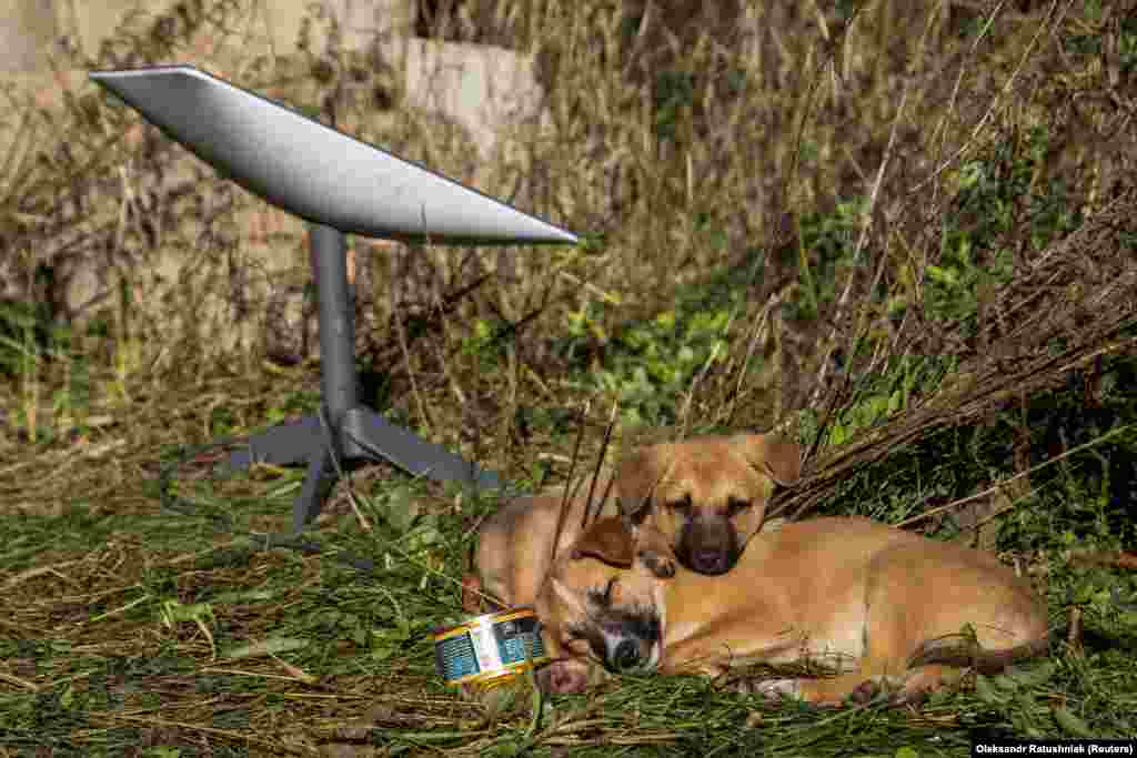 Puppies rest next to a Starlink terminal near the recently liberated town of Lyman. The system is not without its limitations, such as being geolocated while in operation, a fact that can lead to targeted attacks on its users. Shortly after the first terminals were delivered in early March, Musk tweeted: &quot;Turn on Starlink only when needed and place the antenna as far away from people as possible.&quot;