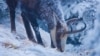 ROMANIA -- Chamois wild goat eating grass in winter landscape. wild mountain scene, undated