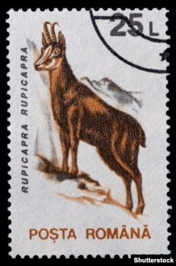 A Romanian postage stamp issued in 1993 honors the country's black goat.