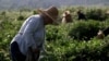 The Women Behind Georgia's Tea Revival video grab 3