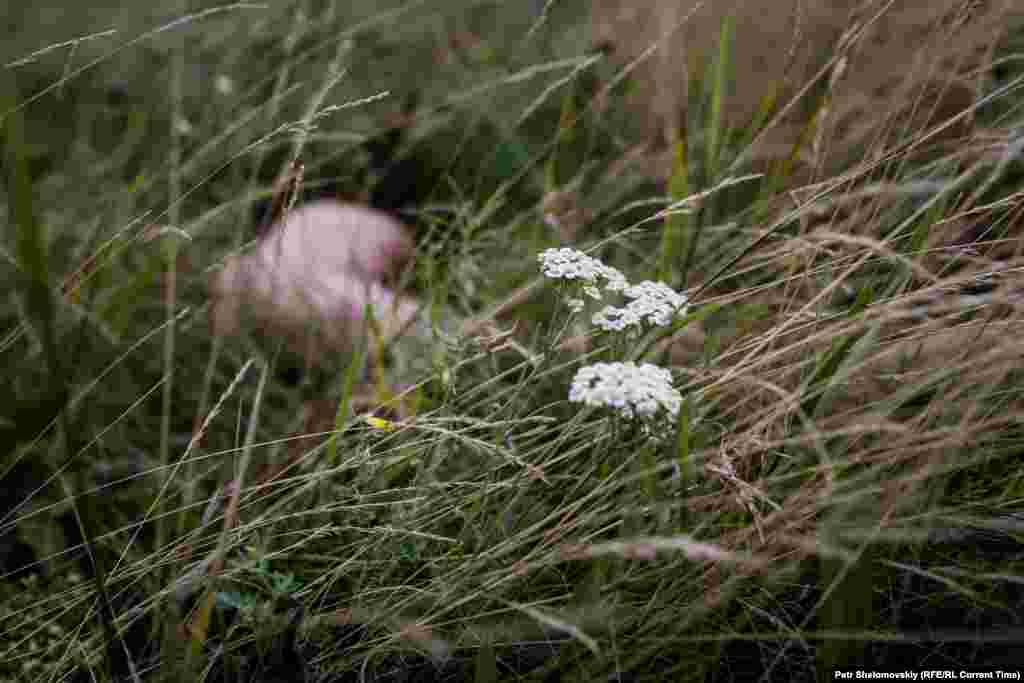 A body part is seen in the field where the fragments of the plane came down.