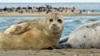 Once numbering over 1 million in the early 20th century, the population of Caspian seals is estimated to have dwindled to between 70,000 and 300,000. 