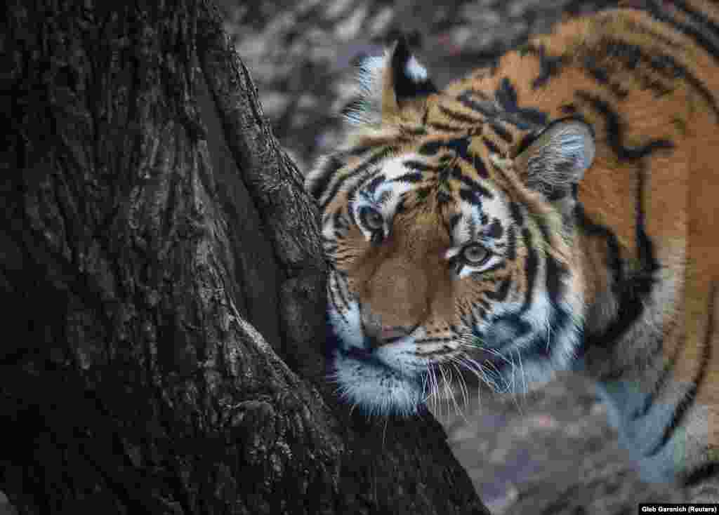 A tiger is seen in scratches an itch in Kyiv&#39;s city zoo.&nbsp;