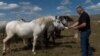 GRAB Abandoned In Wartime, Wild Horses Now Thrive In Bosnian Mountains