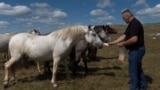 GRAB Abandoned In Wartime, Wild Horses Now Thrive In Bosnian Mountains