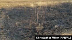 The northwesterly view toward the path MH17 flew from the launch site field in 2015. Grass and crops had not completely grown back a year later.