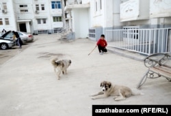 Stray dogs in Ashgabat are being brutally culled yet again.