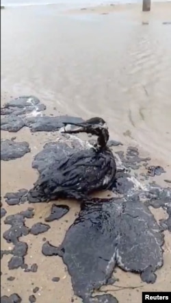 A bird soaked in fuel oil on the coast near Anapa.