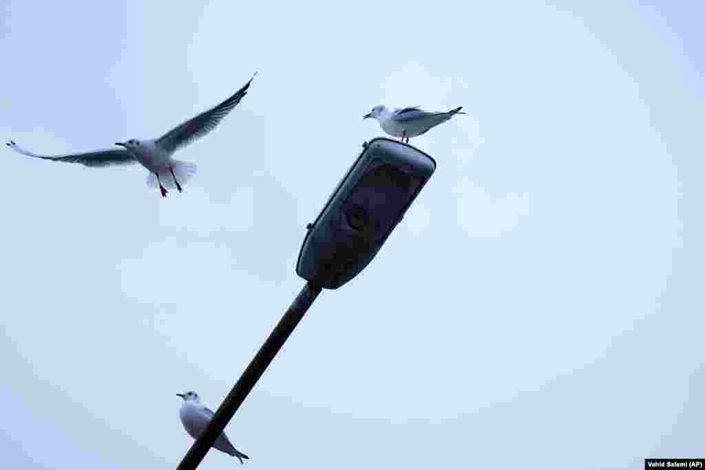 A seagull flies by as two others sit on an electric light on the southern coast of the Caspian Sea in the Iranian port city of Bandar Anzali.&nbsp;