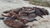 Hundreds of seals have been found dead off Kazakhstan's Caspian coast in recent days.