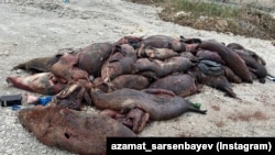 Hundreds of seals have been found dead off Kazakhstan's Caspian coast in recent days.