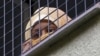 A migrant looks out the window at the Bela-Jezova detention facility north of Prague in November 2015.