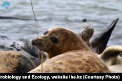 Caspian seals are the only marine mammals in the Caspian Sea and do not live anywhere else.