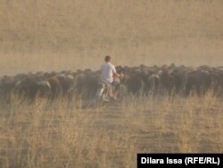 With the severe drought, grazing options for livestock have been severely limited in Kazakhstan and elsewhere in Central Asia. (file photo)