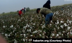 Turkmen authorities frequently force students, teachers, and other state employees to work in cotton fields.