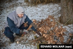 A Serbian man cuts branches from an oak tree for Orthodox Christmas celebrations.