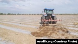 Critics say agricultural reforms in Uzbekistan, where all farmland is state-owned, are merely enriching the shadowy owners of private companies. 