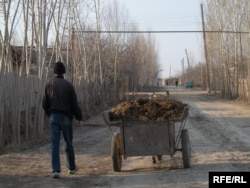 Village residents in Uzbekistan collect dung for fuel to survive cold winters. (file photo)