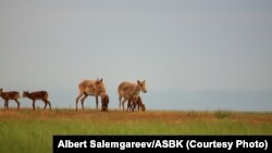 Сайгаки. Казахстан, архивное фото