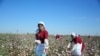 Most of Turkmenistan's cotton is harvested by hand.