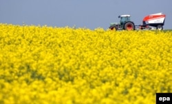 A rape field in Mettmann, Germany (file photo)