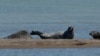 Caspian seals are the only marine mammals in the Caspian Sea, the world's largest inland body of water. Once numbering over a million in the early 20th century, their population has now dwindled to an estimated 70,000 due to overhunting and pollution. (file photo)