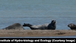 Caspian seals are the only marine mammals in the Caspian Sea, the world's largest inland body of water. Once numbering over a million in the early 20th century, their population has now dwindled to an estimated 70,000 due to overhunting and pollution. (file photo)