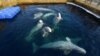 The marine animals, which routinely travel tens of kilometers a day in the wild, have been kept in small pens -- as these belugas are. 