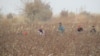 Thousands of state employees are required to pick 20-25 kilos of cotton per day in Turkmenistan's Lebap province. (file photo)