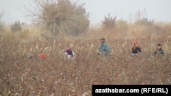 Thousands of state employees are required to pick 20-25 kilos of cotton per day in Turkmenistan's Lebap province. (file photo)