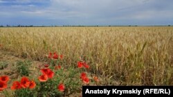 Село Правда, Крым, июнь 2018 года (иллюстративное фото)