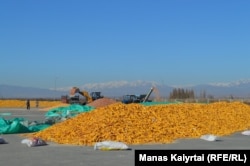 Working on the corn harvest in Penzhim