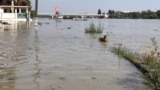 A duck floats through floodwaters in Budapest&#39;s Obuda district on September 18.<br />
<br />
Prime Minister Viktor Orban has called this flood wave one of the most significant challenges Hungary has faced.