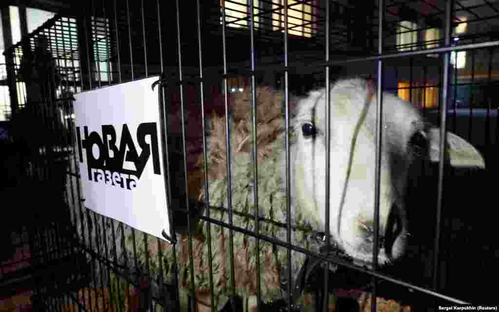 In October 2018, unknown people brought three cages with sheep wearing vests with the inscription PRESS on them near the offices of Novaya gazeta in Moscow.