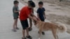 Animal rights defenders say children have been hired to locate, catch, and kill the animals or bring them to a hangar in Ashgabat's outskirts. (illustrative photo)