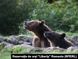 Romania's government is not sure just how many brown bears roam the country.