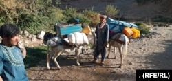 Hundreds of families in the Gizab district of Daikundi Province have been forced to migrate by the Taliban.